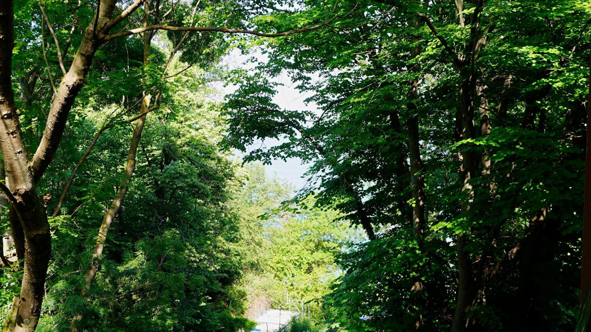 Бяла Клиф Форест - Byala Cliff Forest Extérieur photo